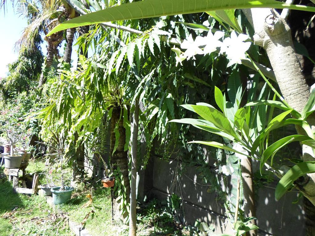 Bali Aman Darling House Hotel Canggu Екстериор снимка